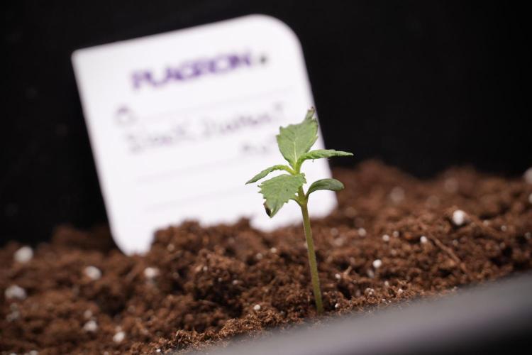 Black Diamont Auto By Zamnesia Pheno A. Week 1 - BD Pheno A
