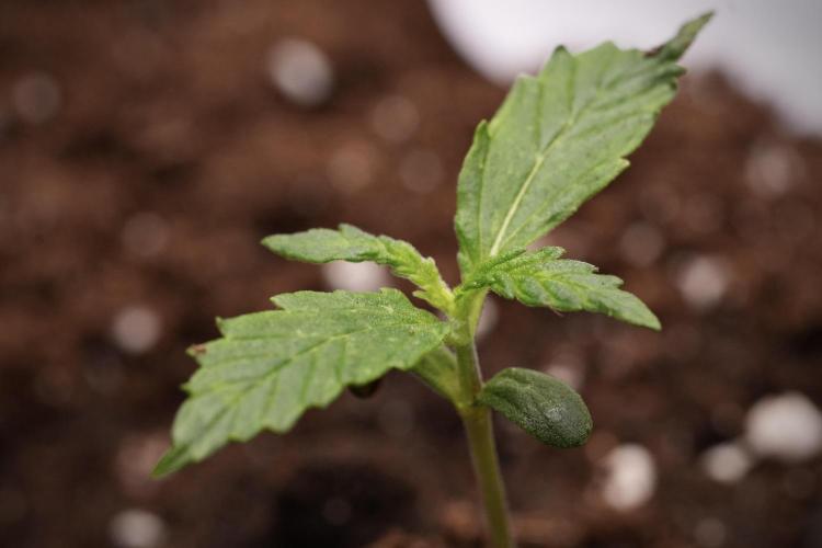 Black Diamont Auto By Zamnesia Pheno A. Week 1 - BD Pheno A