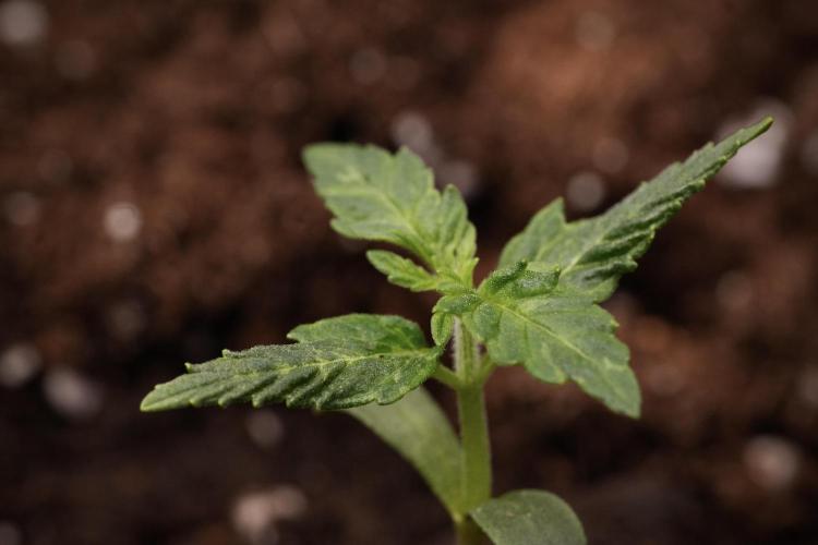 Black Diamont Auto By Zamnesia Pheno A. Week 1 - BD Pheno A
