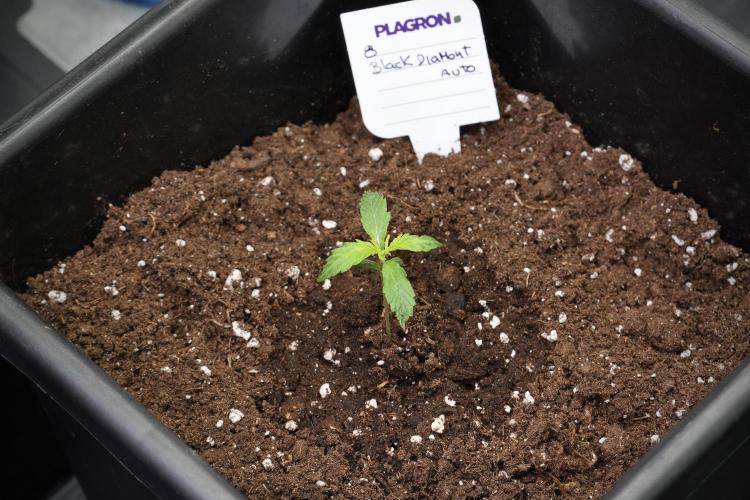 Black Diamont Auto By Zamnesia Pheno A. Week 1 - BD Pheno A
