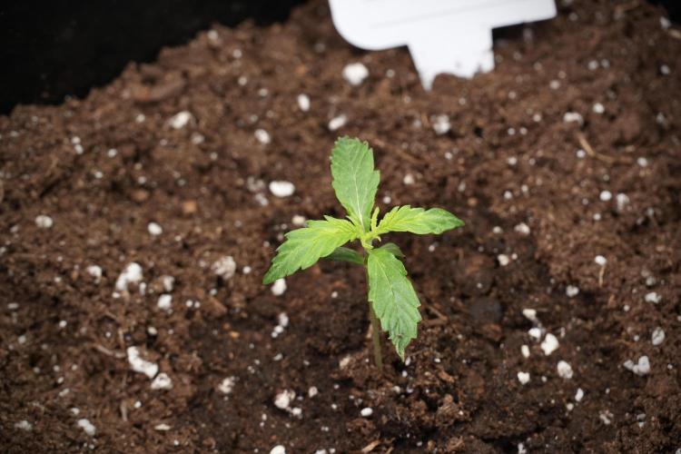Black Diamont Auto By Zamnesia Pheno A. Week 1 - BD Pheno A