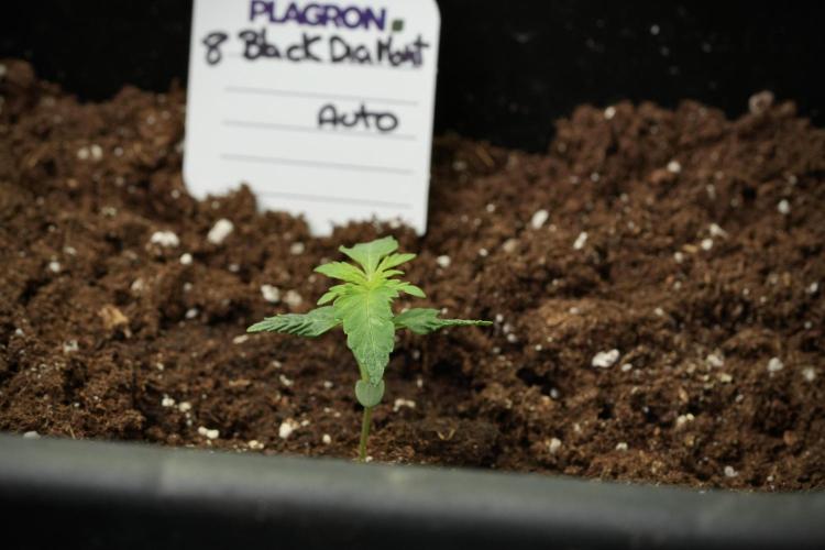 Black Diamont Auto By Zamnesia Pheno A. Week 1 - BD Pheno A