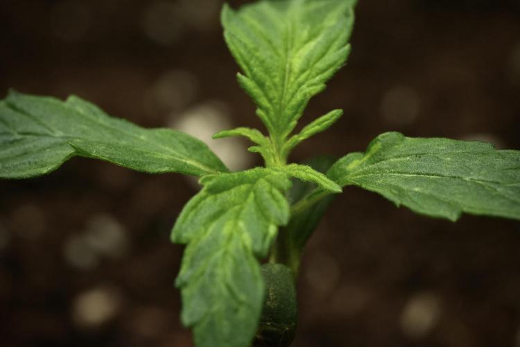 Black Diamont Auto By Zamnesia Pheno A. Week 1 - BD Pheno A