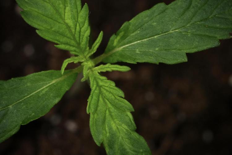 Black Diamont Auto By Zamnesia Pheno A. Week 1 - BD Pheno A