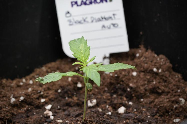 Black Diamont Auto By Zamnesia Pheno A. Week 1 - BD Pheno A