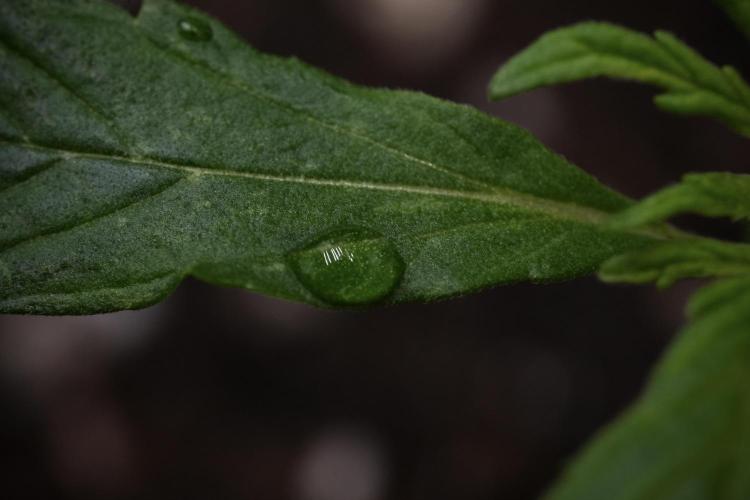 Black Diamont Auto By Zamnesia Pheno A. Week 1 - BD Pheno A water Drops