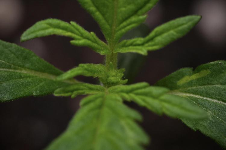 Black Diamont Auto By Zamnesia Pheno A. Week 1 - BD Pheno A close up
