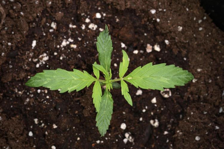 Black Diamont Auto By Zamnesia Pheno A. Week 1 - BD Pheno A