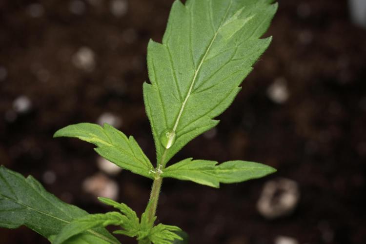 Black Diamont Auto By Zamnesia Pheno A. Week 1 - BD Pheno A