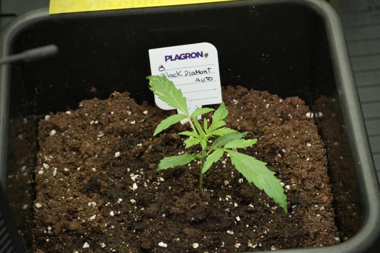 Black Diamont Auto By Zamnesia Pheno A. Week 1 - BD Pheno A