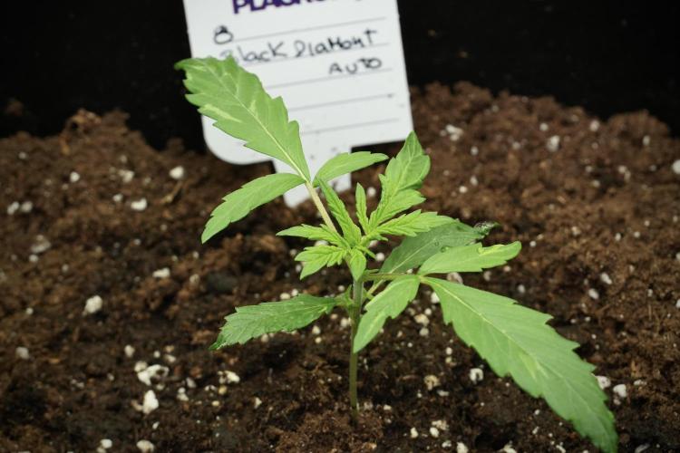Black Diamont Auto By Zamnesia Pheno A. Week 1 - BD Pheno A