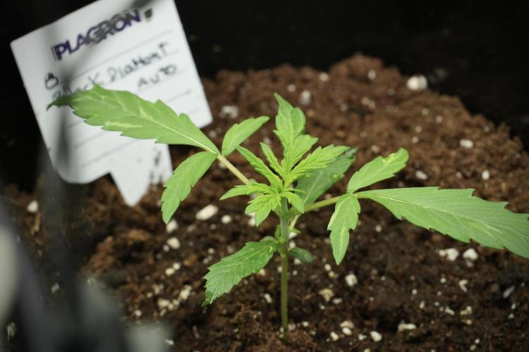 Black Diamont Auto By Zamnesia Pheno A. Week 1 - BD Pheno A