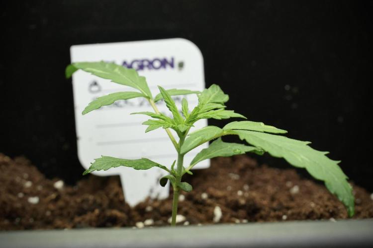 Black Diamont Auto By Zamnesia Pheno A. Week 1 - BD Pheno A