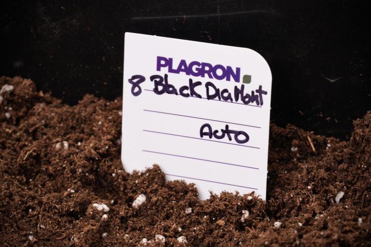 Pheno B Black Diamont Auto By Zamnesia. Week 1 - BD- Black Diamod Auto