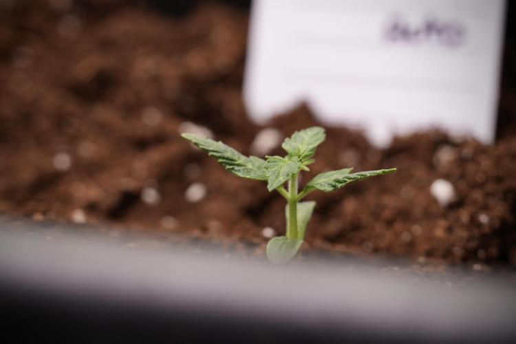 Pheno B Black Diamont Auto By Zamnesia. Week 1 - BD Pheno B