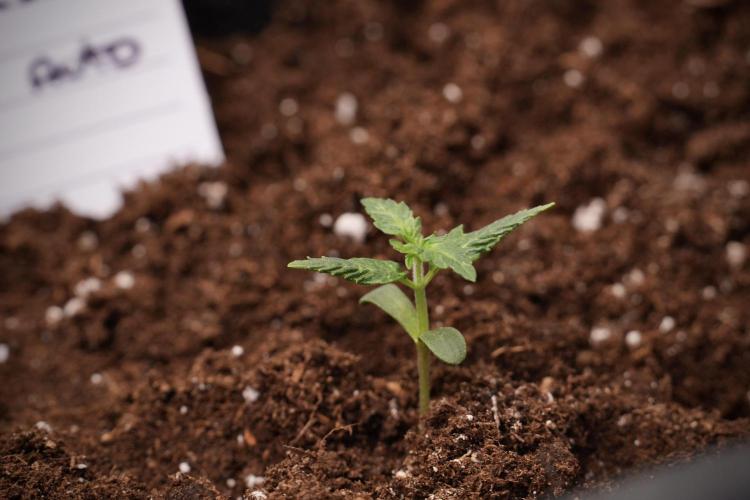 Pheno B Black Diamont Auto By Zamnesia. Week 1 - BD Pheno B