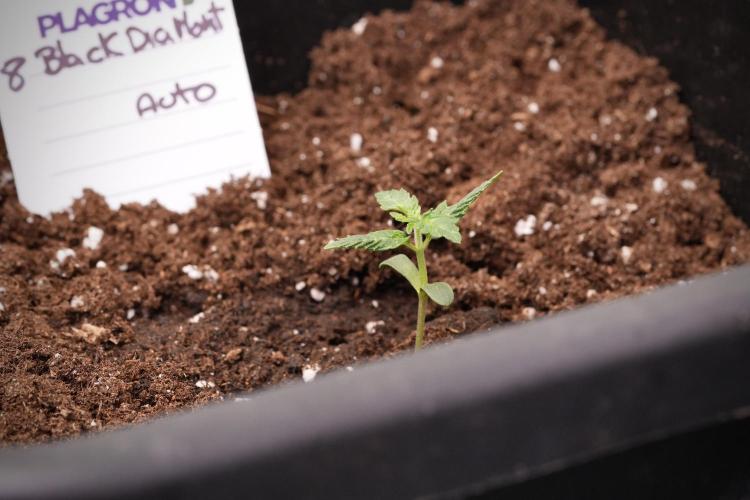 Pheno B Black Diamont Auto By Zamnesia. Week 1 - BD Pheno B