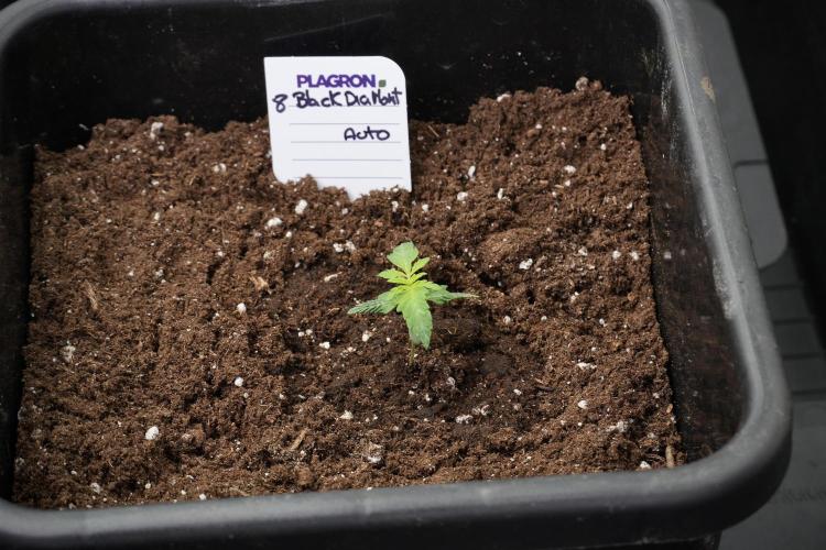 Pheno B Black Diamont Auto By Zamnesia. Week 1 - BD Pheno B