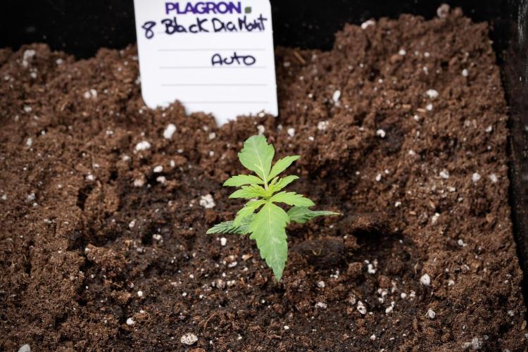 Pheno B Black Diamont Auto By Zamnesia. Week 1 - BD Pheno B