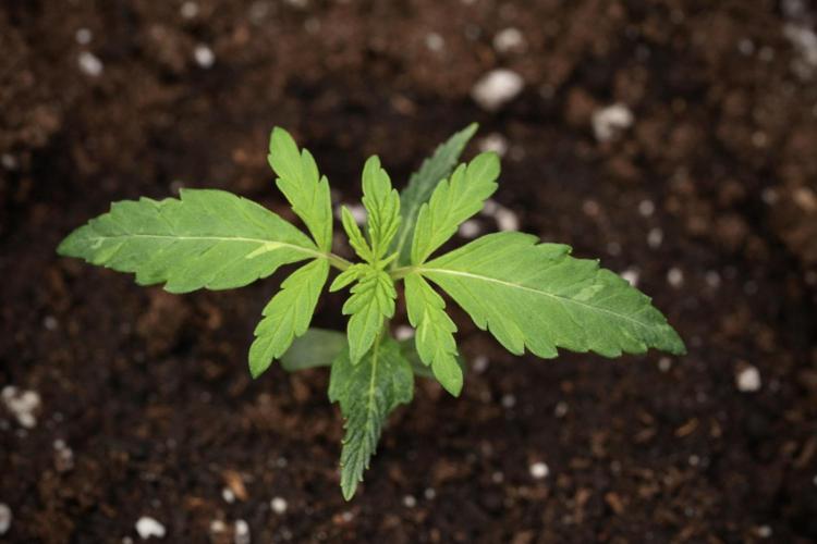 Pheno B Black Diamont Auto By Zamnesia. Week 1 - BD Pheno B