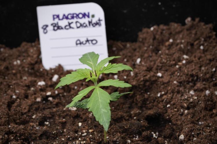 Pheno B Black Diamont Auto By Zamnesia. Week 1 - BD Pheno B