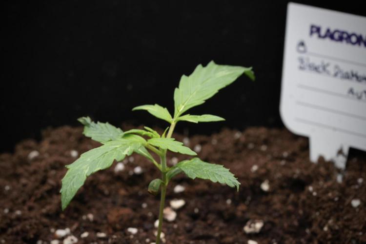 Pheno B Black Diamont Auto By Zamnesia. Week 1 - BD Pheno A