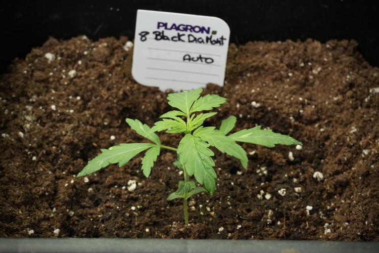 Pheno B Black Diamont Auto By Zamnesia. Week 1 - BD Pheno B