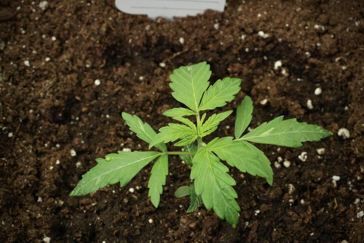 Pheno B Black Diamont Auto By Zamnesia. Week 1 - BD Pheno B