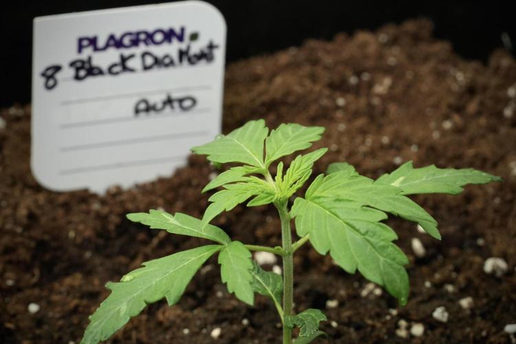 Pheno B Black Diamont Auto By Zamnesia. Week 1 - BD Pheno B
