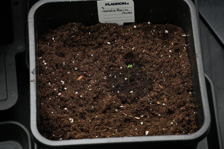 Candy Rain Auto By Zamnesia. Week 1 - Candy Rain Auto transplant done