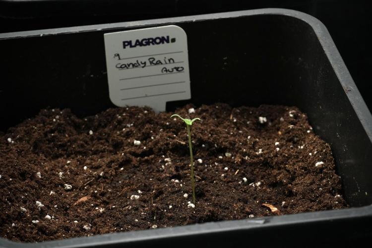 Candy Rain Auto By Zamnesia. Week 1 - Candy Rain Auto transplant done