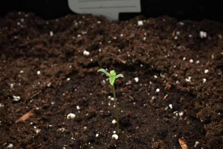 Candy Rain Auto By Zamnesia. Week 1 - Candy Rain Auto transplant done