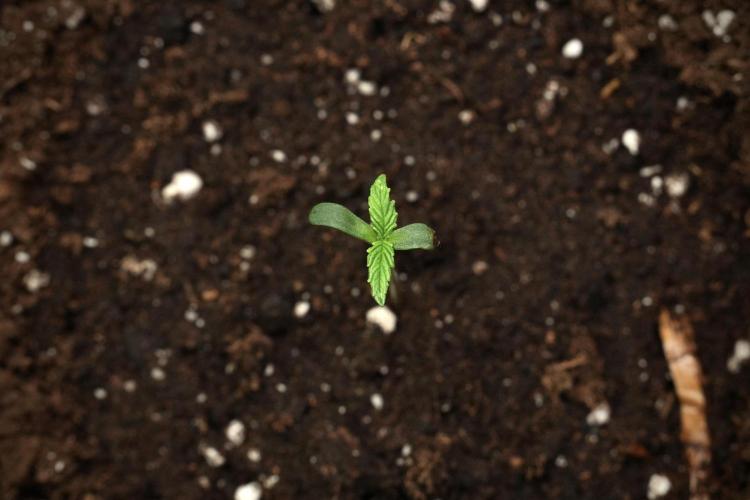 Candy Rain Auto By Zamnesia. Week 1 - Candy Rain Auto transplant done