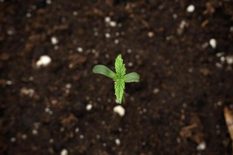 Candy Rain Auto By Zamnesia. Week 1 - Candy Rain Auto transplant done