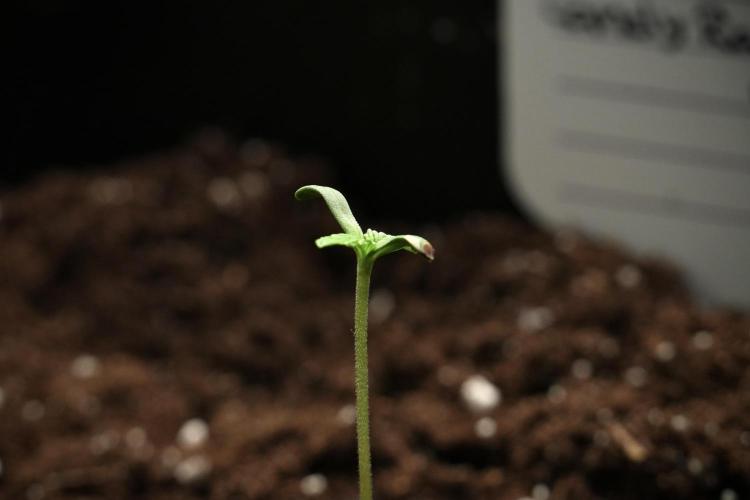 Candy Rain Auto By Zamnesia. Week 1 - Candy Rain Auto 