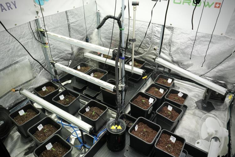 Candy Rain Auto By Zamnesia. Week 1 - Room