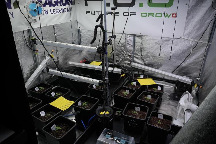 Candy Rain Auto By Zamnesia. Week 1 - Room