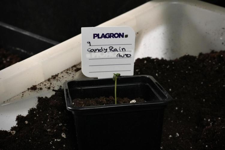 Candy Rain Auto By Zamnesia. Week 1 - Candy Rain Auto transplant day 