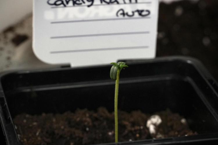 Candy Rain Auto By Zamnesia. Week 1 - Candy Rain Auto transplant day 