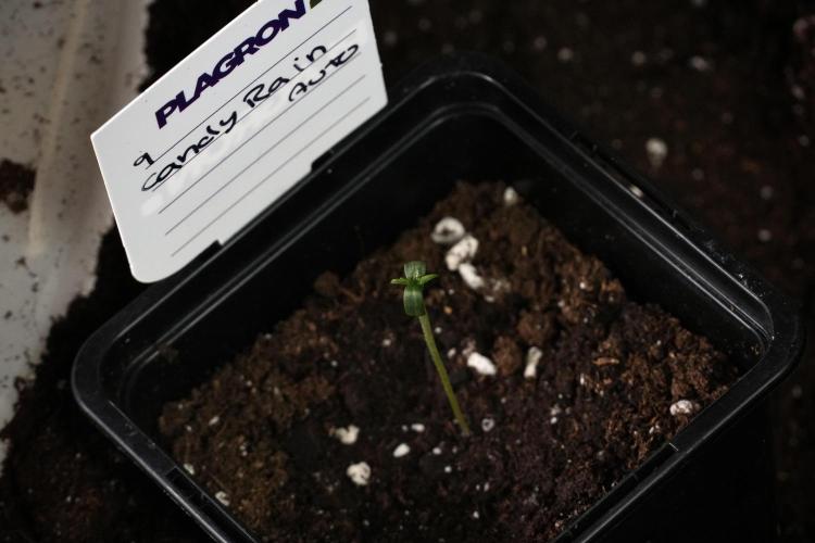 Candy Rain Auto By Zamnesia. Week 1 - Candy Rain Auto transplant day 