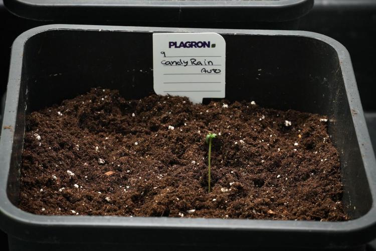 Candy Rain Auto By Zamnesia. Week 1 - Candy Rain Auto 