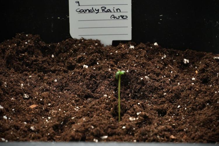 Candy Rain Auto By Zamnesia. Week 1 - Candy Rain Auto 