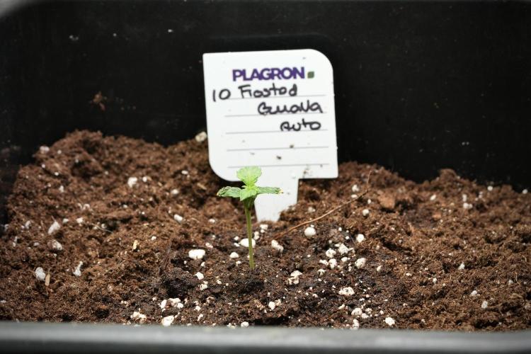 Frosted Guava Auto By Zamnesia Pheno A. Week 1 - FG Pheno A