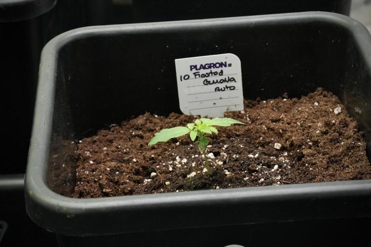Frosted Guava Auto By Zamnesia Pheno A. Week 1 - FG Pheno A