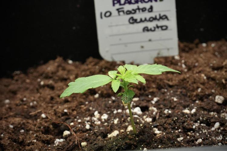 Frosted Guava Auto By Zamnesia Pheno A. Week 1 - FG Pheno A