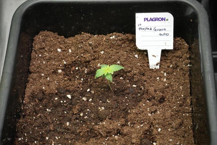 Pheno B Frosted Guava Auto By Zamnesia. Week 1 - Frosted Guava Pheno B