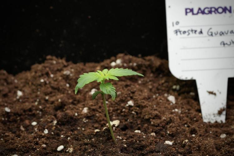 Pheno B Frosted Guava Auto By Zamnesia. Week 1 - Frosted Guava Pheno B