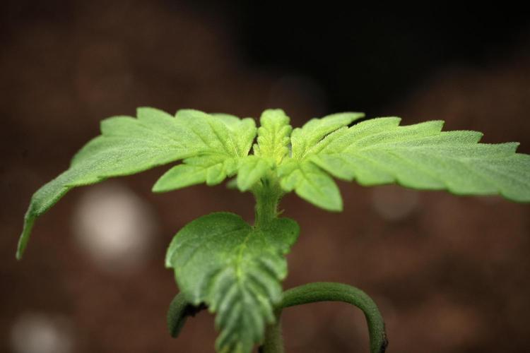Pheno B Frosted Guava Auto By Zamnesia. Week 1 - Frosted Guava Pheno B
