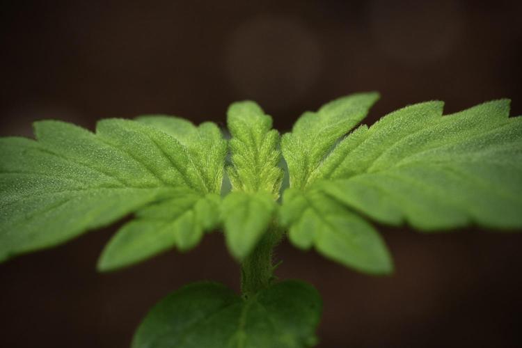 Pheno B Frosted Guava Auto By Zamnesia. Week 1 - Frosted Guava Pheno B