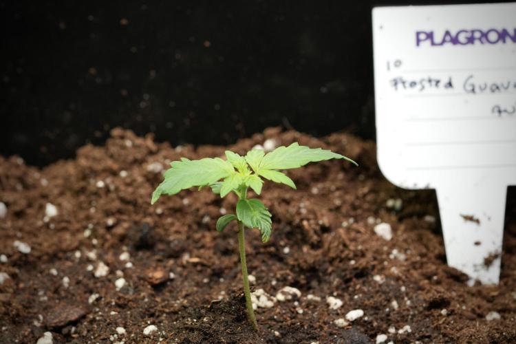 Pheno B Frosted Guava Auto By Zamnesia. Week 1 - Frosted Guava Pheno B